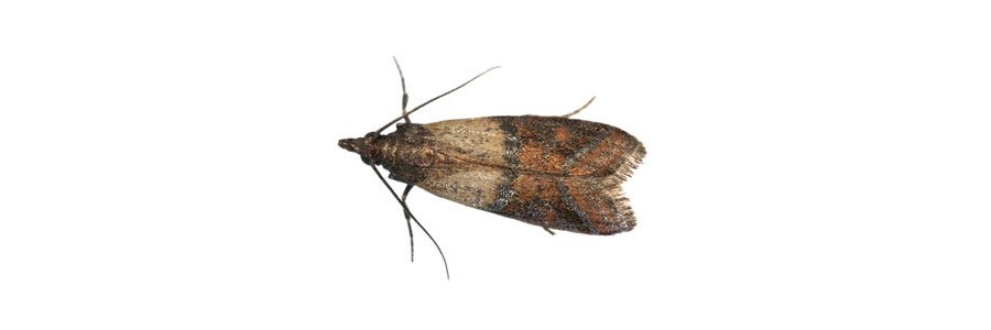 Pantry Moths - Pest Information  Critter Ridders Pest Extermination