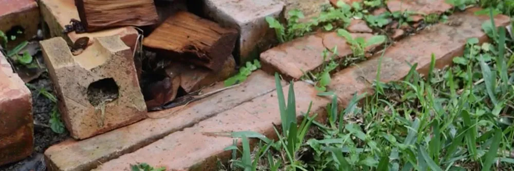arjantinli karıncalar bahçe enkazını önleme