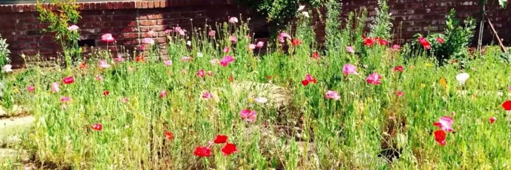 How To Get Rid Of Ticks Diy Tick Control Products Solutions