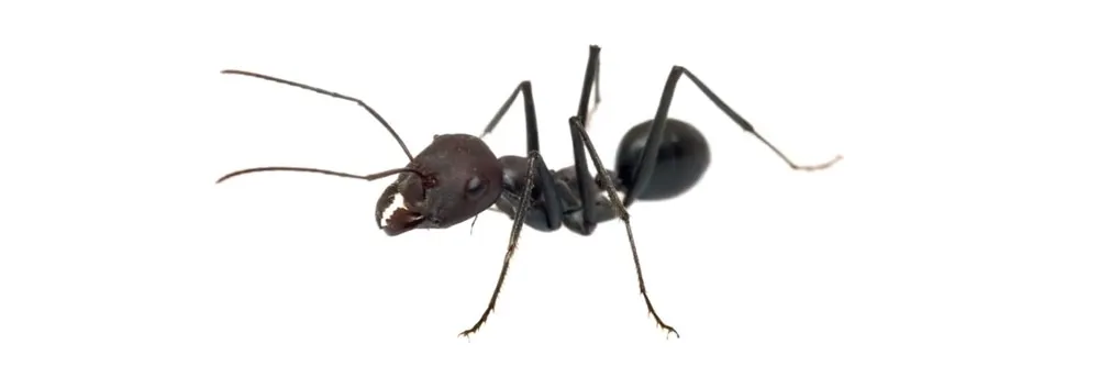 Küçük siyah karıncalar Küçük siyah karıncalardan nasıl kurtulurum