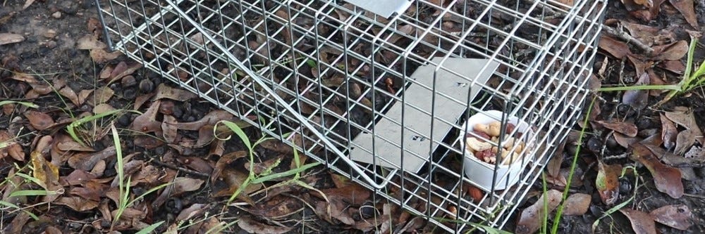 Groundhog'u yakalamak için tuzağı kurun