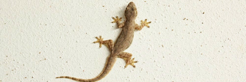 How to Get Rid of Geckos in Your Yard?