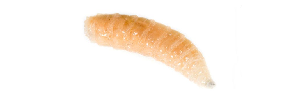 termite larvae vs maggots