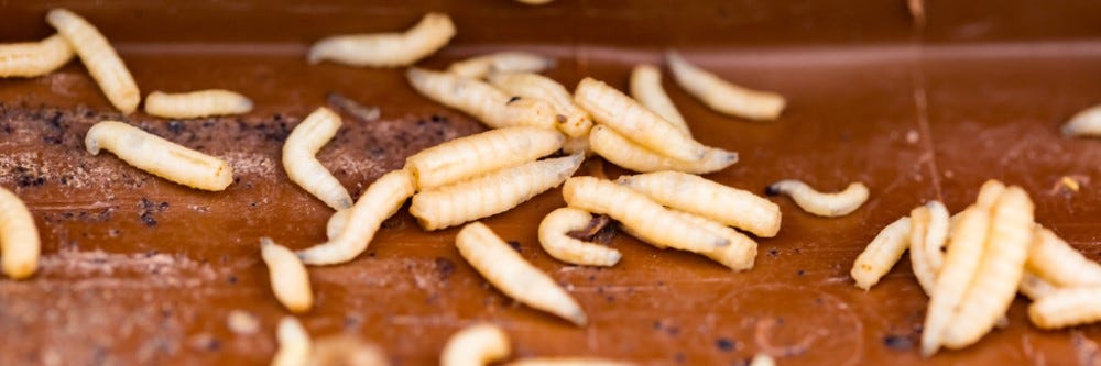 How Long Do Maggots Live