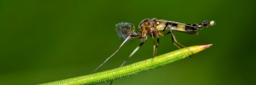 How to get rid of House Flies, Diptera infestation control, kill and solve  problem