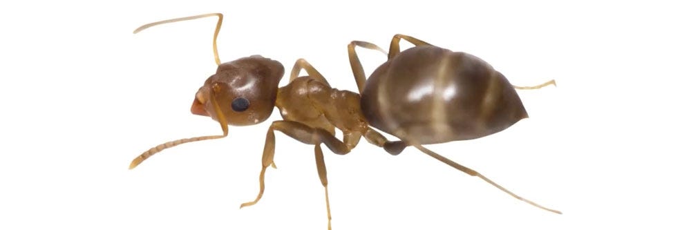 kokulu ev karıncaları nasıl anlaşılır kokulu ev karıncalarından nasıl kurtuluruz
