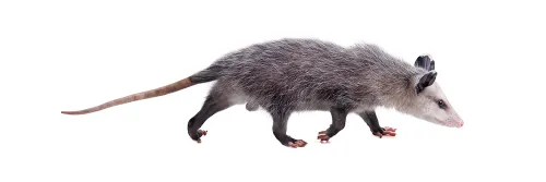 What is the best bait to trap a possum?