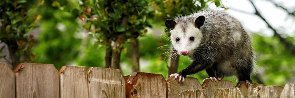 Opossum Tırmanma Çiti