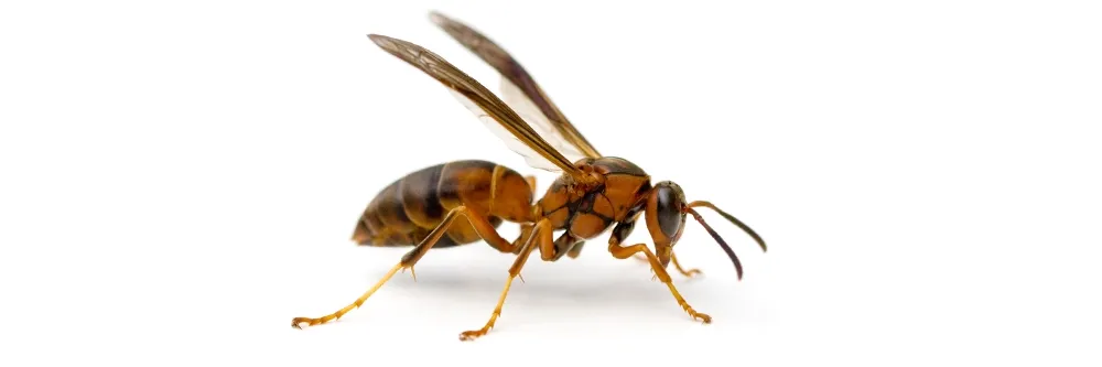 wasp freeze spray wasps and bees