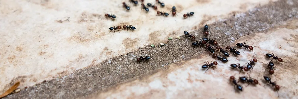Garaj Yolundaki Kaldırım Karıncaları