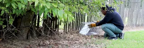 Strategically placing a Groundhog trap in the yard