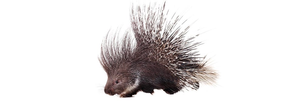 How to Catch a Porcupine with a Live Trap | Solutions Pest & Lawn