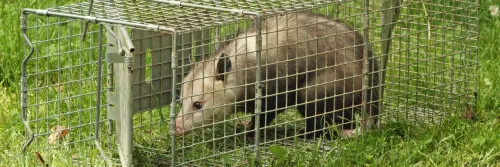 Opossum caught in cage live trap pest control. Wild animal