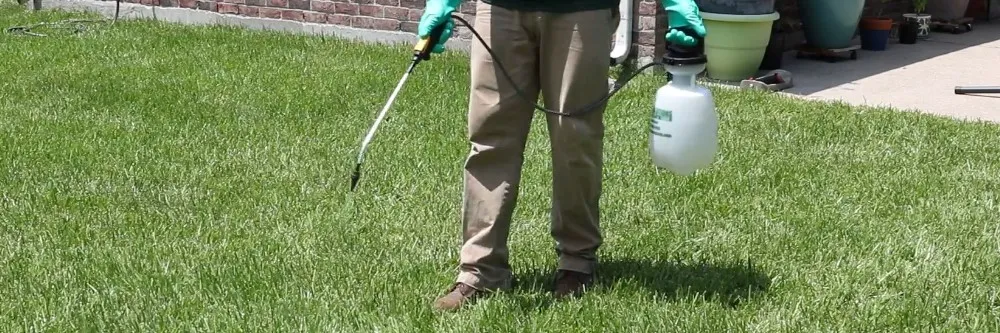 spraying grass