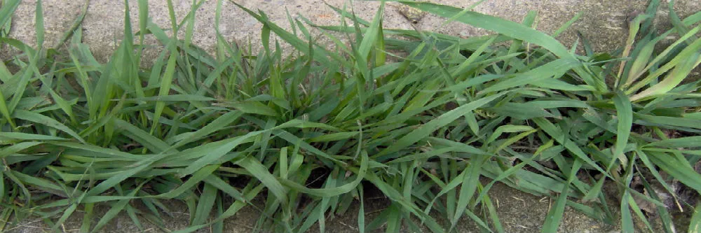Best Herbicide Products For Getting Rid Of Quackgrass Solutions Pest