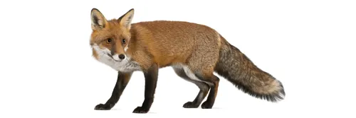 Fox