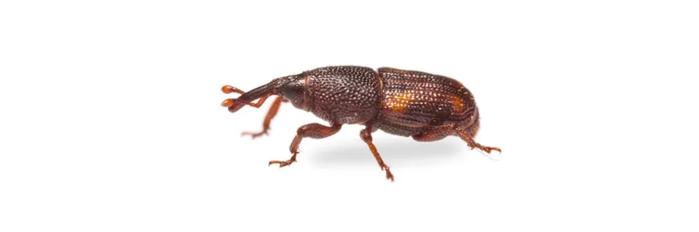 https://smhttp-ssl-60515.nexcesscdn.net/media/wysiwyg/solutions/categories/rice_weevil_identification_how_to_get_rid_of_rice_weevils.jpg