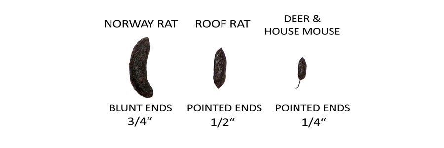 Rodent Identification Chart