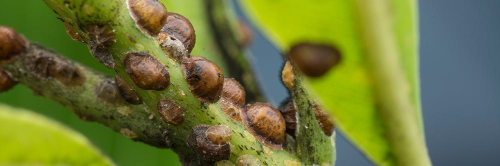 How to deal with scale insects