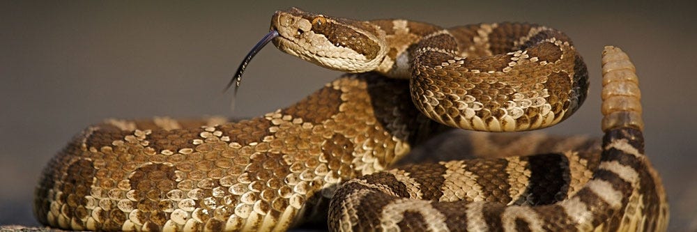 Snake Control: How To Get Rid of Snakes
