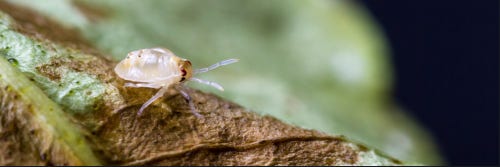 How Do I Get Rid of White Mites in My House 