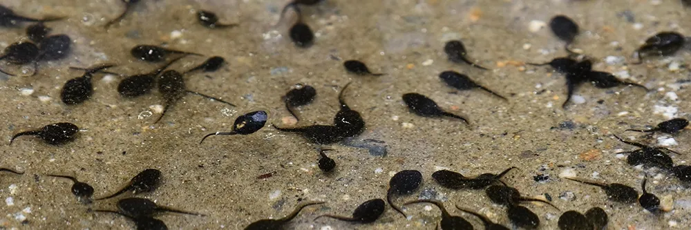 Tadpoles in Shallow Water