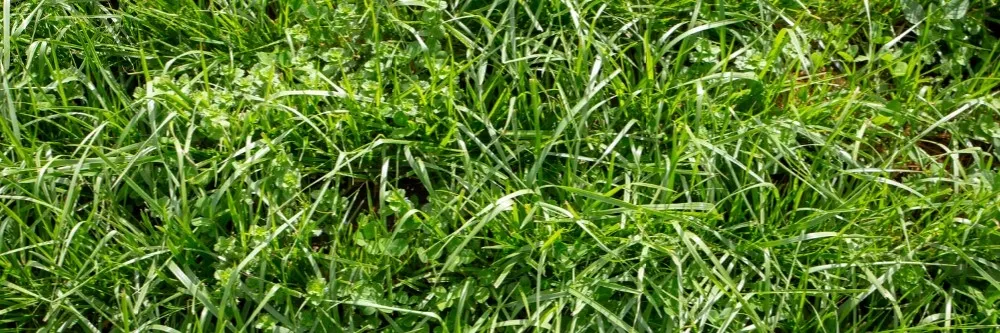 Tall Fescue Control How To Get Rid Of Tall Fescue Grass Diy Tall