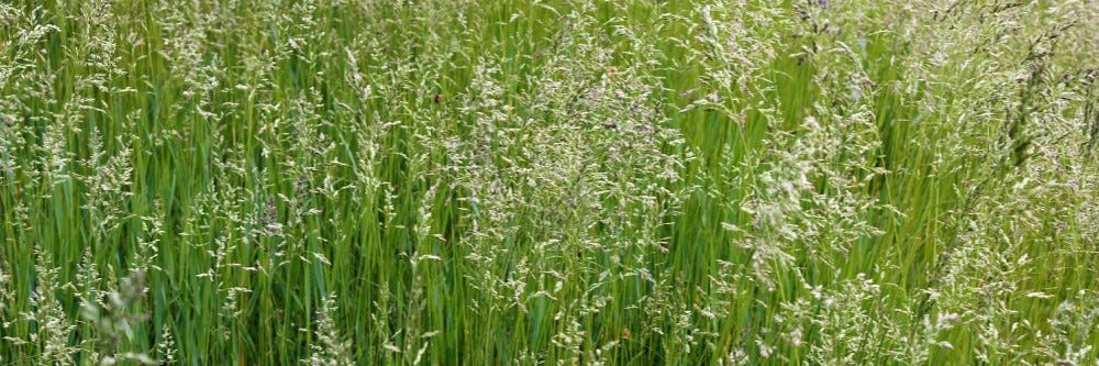 fescue grass identification