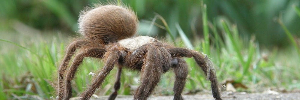 Tarantula Control: How To Get Rid of Tarantulas