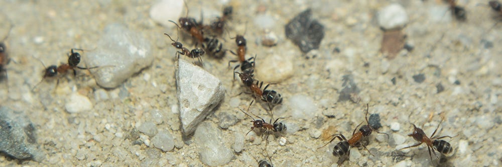 Kadife Ağaç Karıncaları
