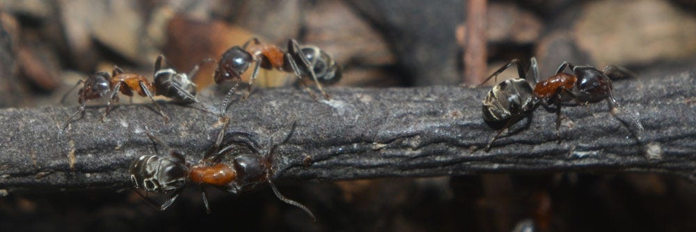 kadifemsi ağaç karıncaları tanımlama kadifemsi ağaç karıncalarından nasıl kurtulurum