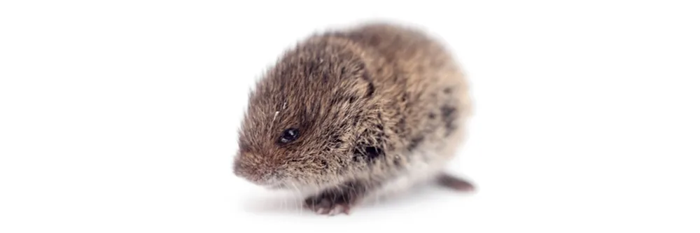 Vole Control: How To Get Rid of Voles