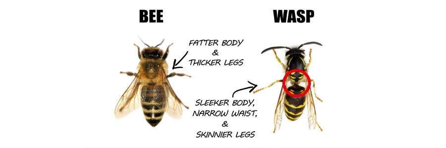 wasps and bees difference