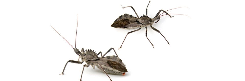 How To Get Rid Of Wheel Bugs Diy Wheel Bug Control Products