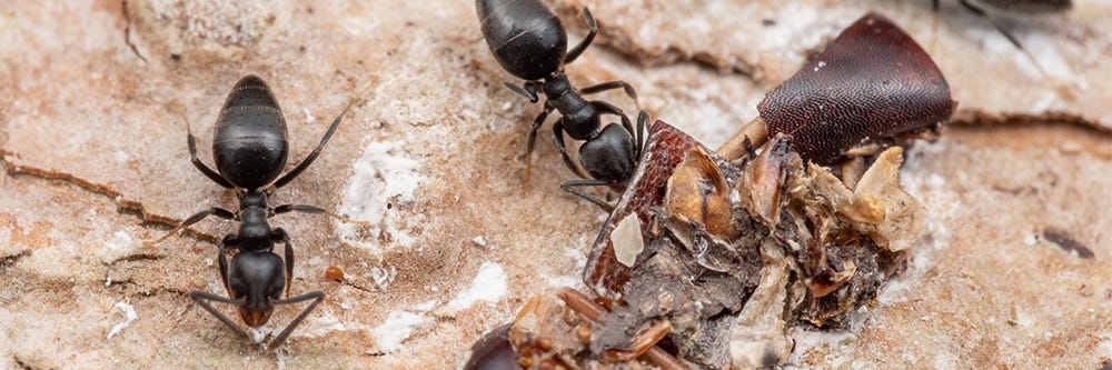 Beyaz Ayaklı Karıncalar Besleniyor
