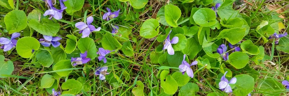 Wild Violet Control How To Get Rid Of Wild Violet Solutions Pest And Lawn