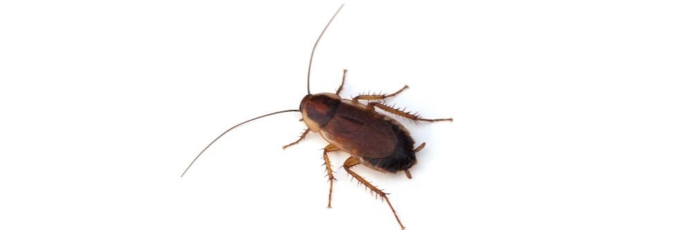 How To Get Rid Of Wood Roaches From The House Solutions Pest Lawn