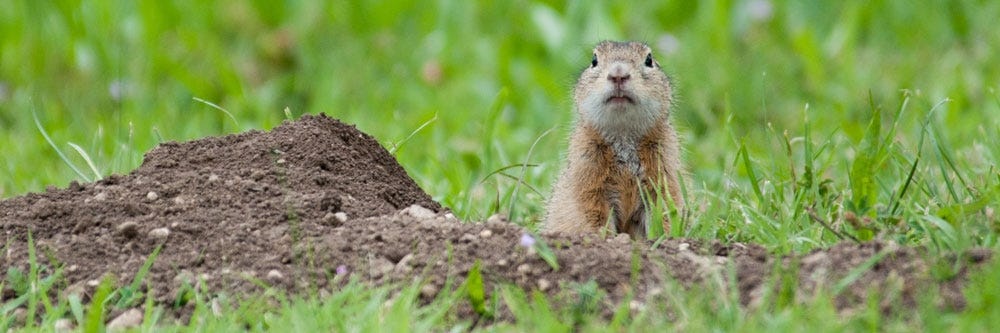 How to Catch a Groundhog in a Trap