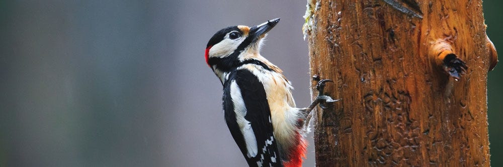 woodpecker prevention