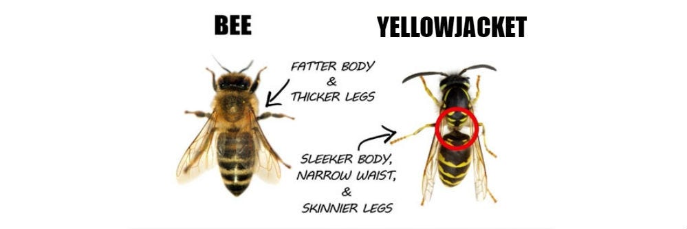 Yellowjacket Control: How to Get Rid of Yellowjackets