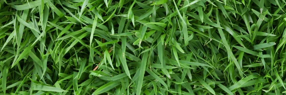 Zoysia Grass Control: How To Get Rid of Zoysia Grass