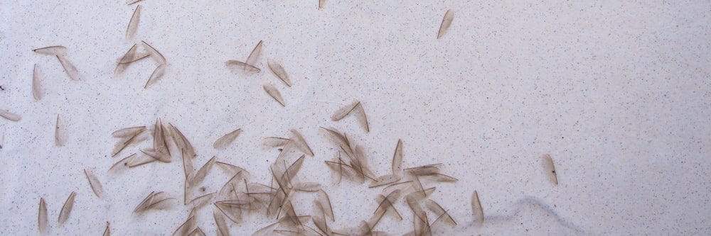 White Termite Droppings