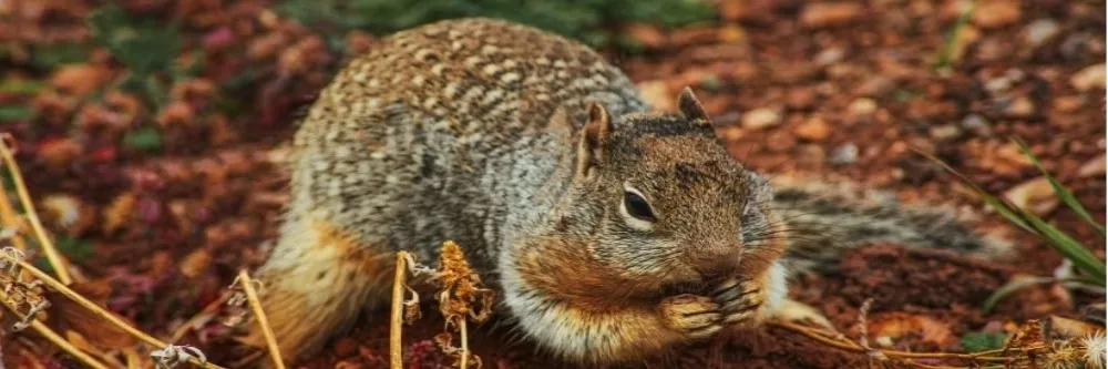 School district fires contractor after trapped ground squirrels die, News, Palo Alto Online