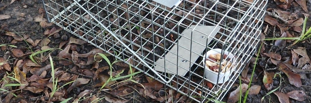 Backyard chipmunk trap. Chipmunk on verge of entering humane trap. See  Image ID:W3G4HE for the capture as chipmunk goes for the bait (a blueberry  Stock Photo - Alamy