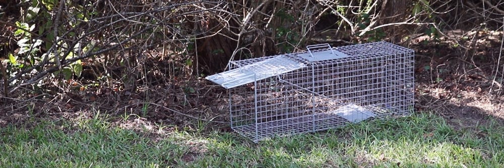 Live Trapping | Solutions Pest & Lawn
