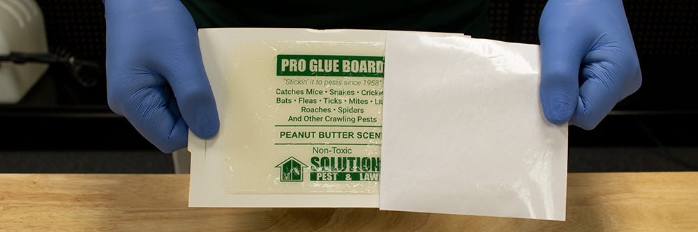 How Effective Are Glue Traps for Prosper Mice Anyway - Stampede Pest Control